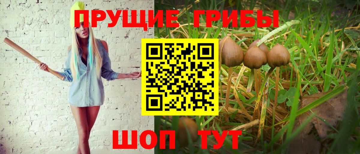 Усть-Кут  Псилоцибиновые грибы Psilocybe  Псилоцибиновые грибы мухоморы  Вход с VPN 